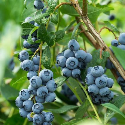 Rise Up Kombucha Rise Up Kombucha - Blueberry